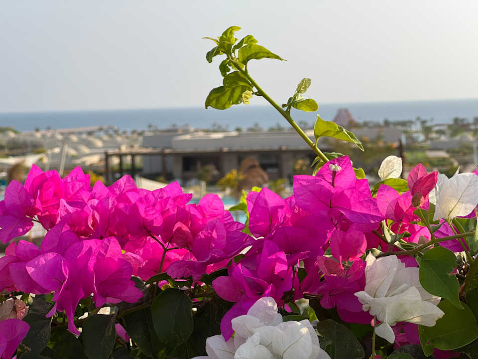 Gartenanlage Sentido Reef Oasis Suakin