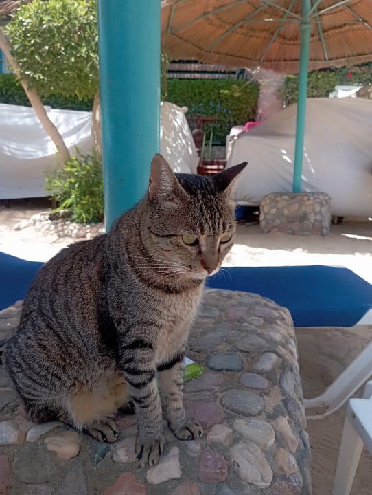 Strand Bella Vista Resort Hurghada