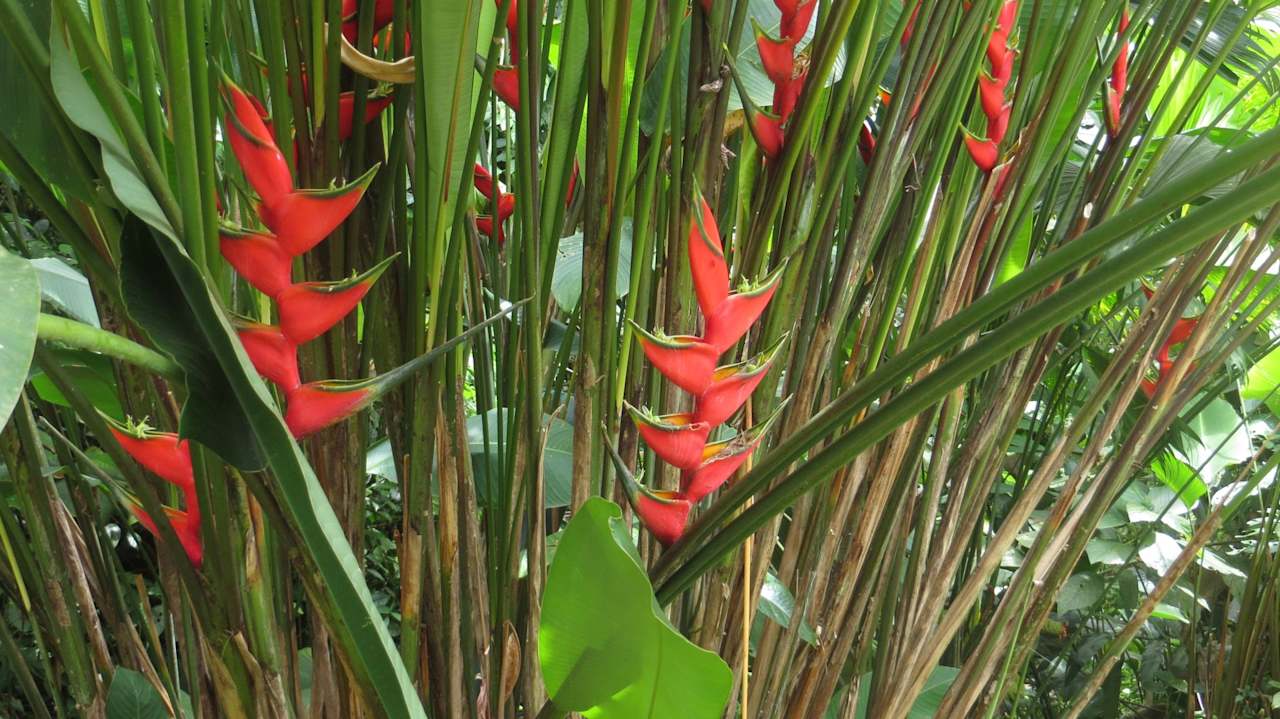 Gartenanlage Hotel Jardines Arenal