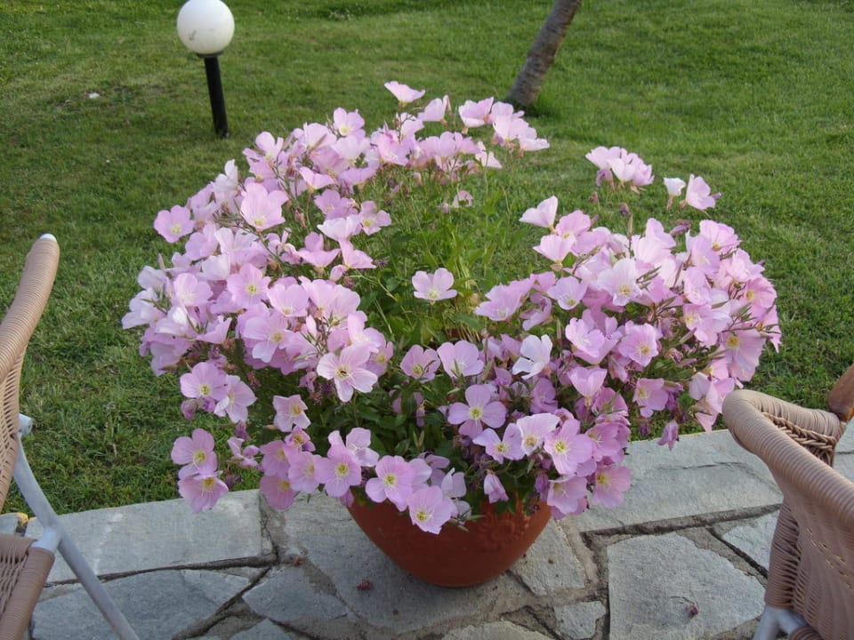 Wunderschöne Blumentöpfe stehen überall Akrathos Beach Hotel
