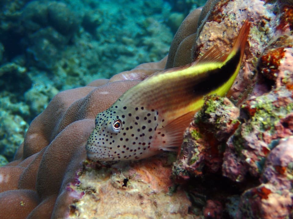 Sonstiges NH Collection Maldives Reethi Resort