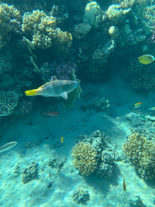 Strand Fort Arabesque Villas