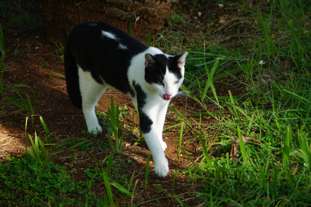 Sonstiges Hotel Roc Barlovento