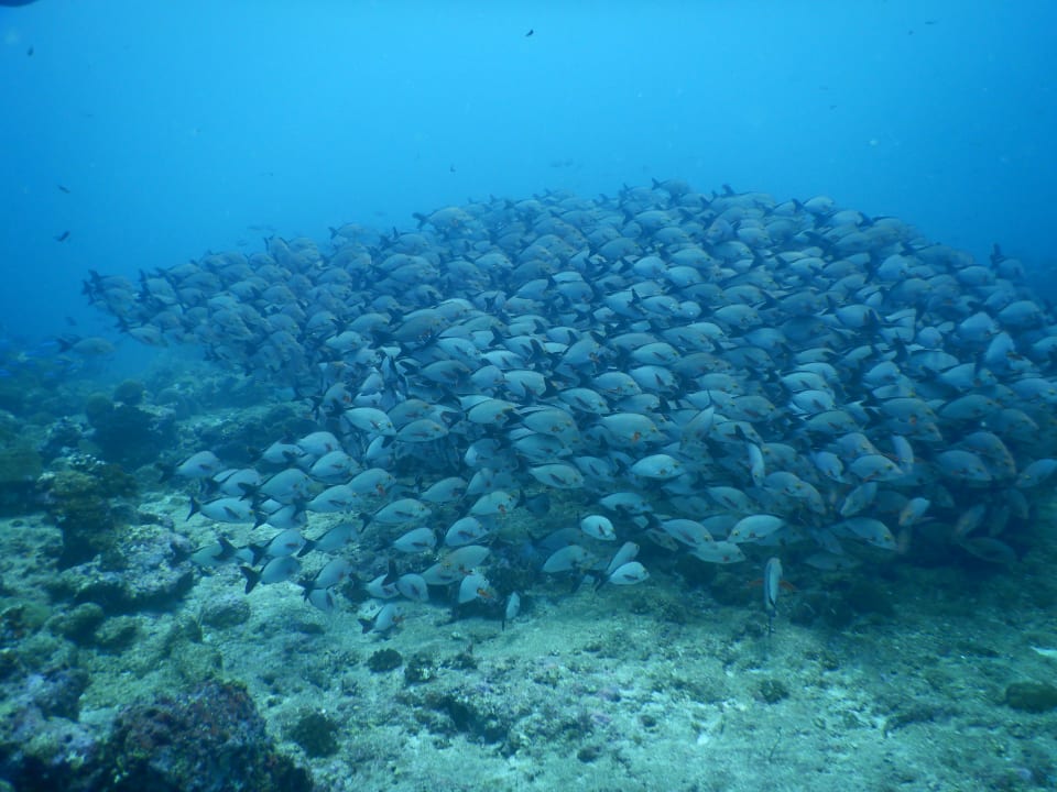 Sport & Freizeit Cinnamon Hakuraa Huraa Maldives