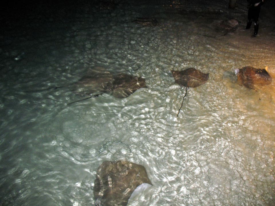 Rochenfütterung Kuramathi Maldives