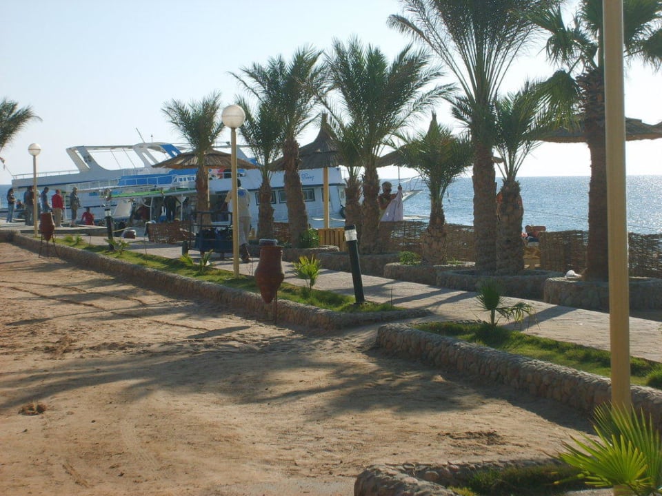 Blick auf die Tauchboote Pickalbatros Palace Resort