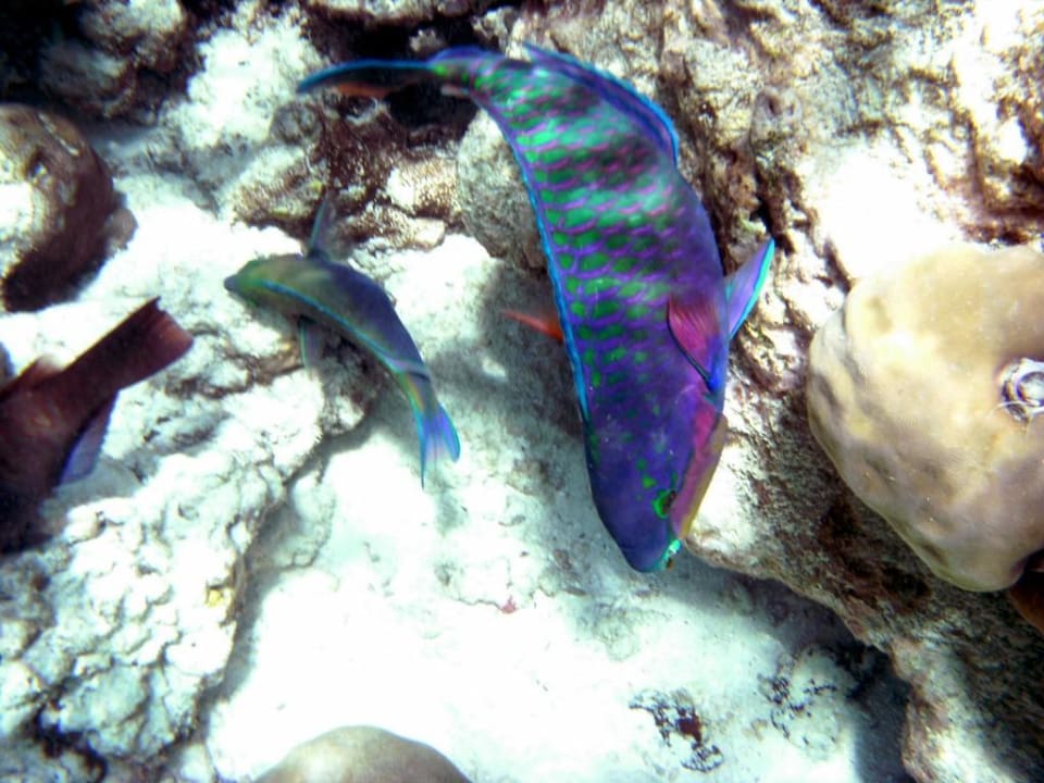 Papageifisch Adaaran Select Meedhupparu Island Resort - Premium All Inclusive