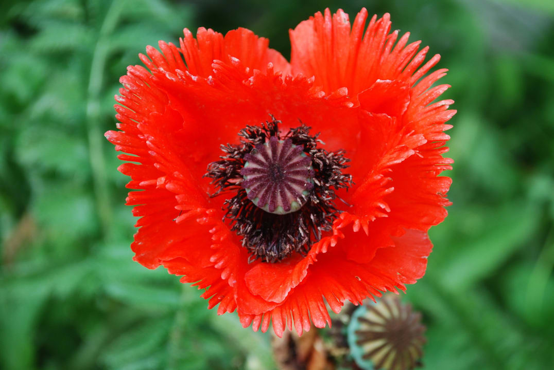 Mohn Fröschlhof
