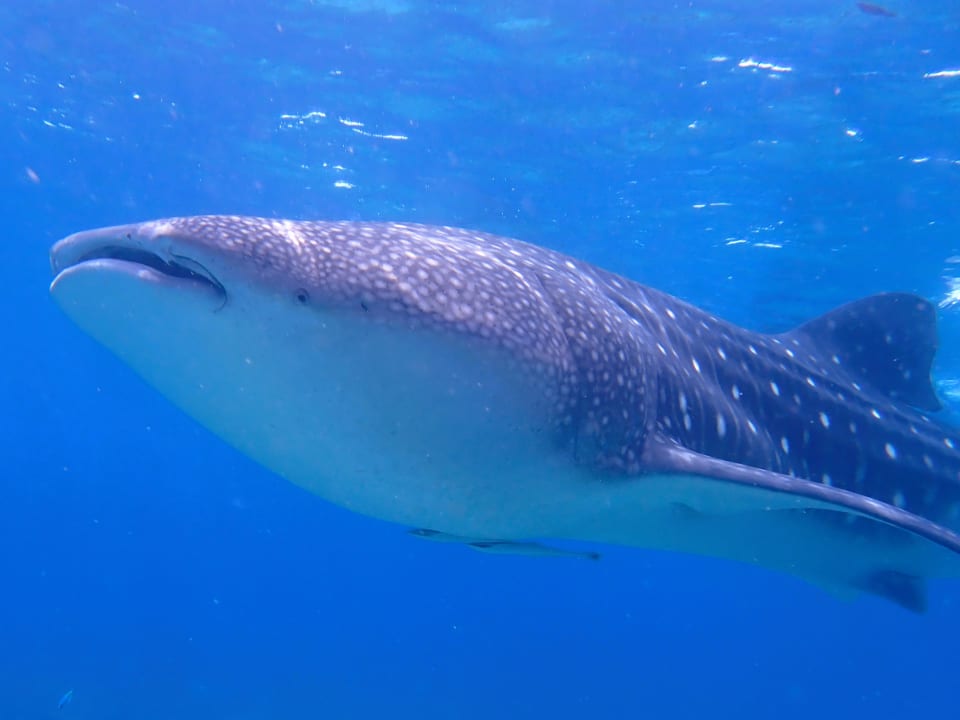 Sport & Freizeit Filitheyo Island Resort