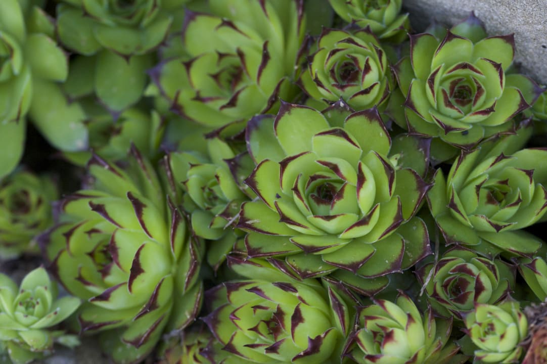 Gartenanlage Ventena Vecchia antico frantoio