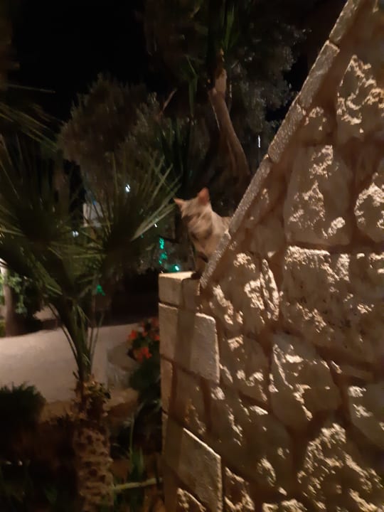 Sonstiges Cactus Beach