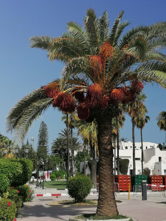 Sonstiges El Mouradi Club Kantaoui