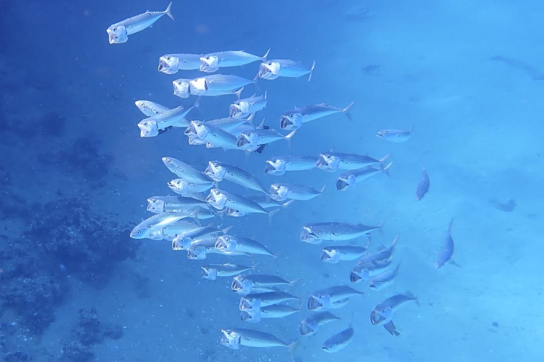 Strand Cleopatra Luxury Resort Makadi Bay