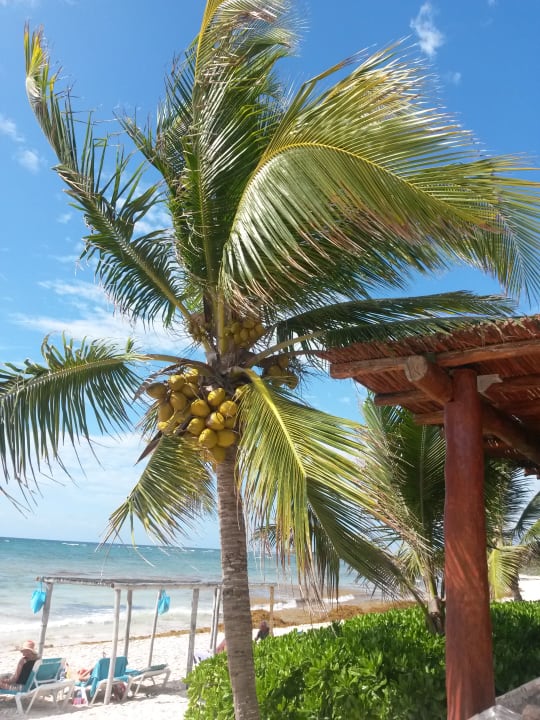 Außenansicht Akumal Bay Beach & Wellness Resort