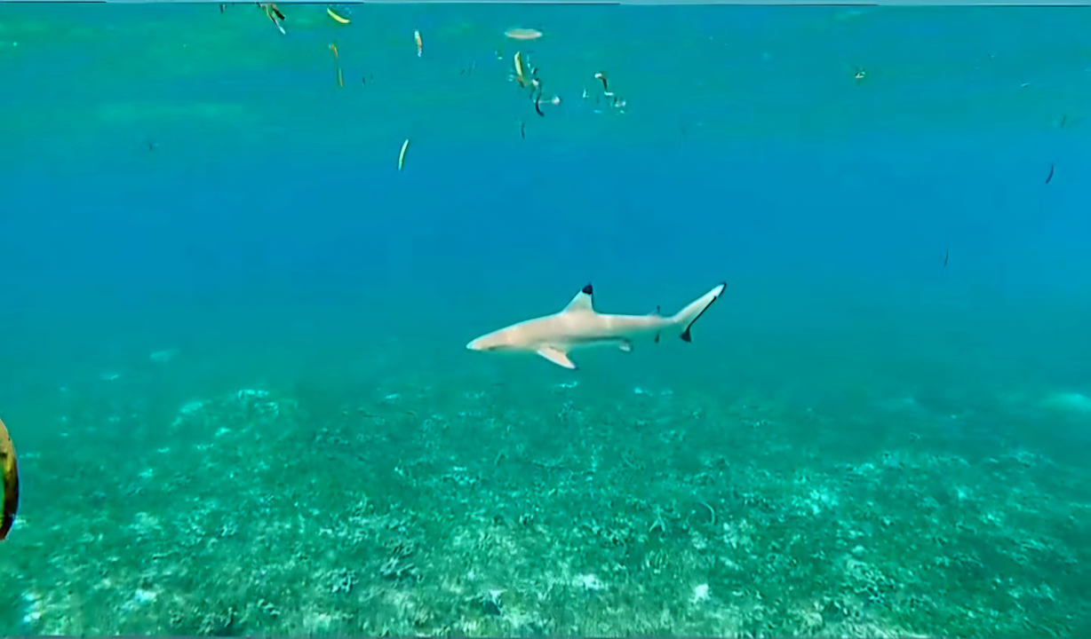 Strand Jawakara Islands Maldives