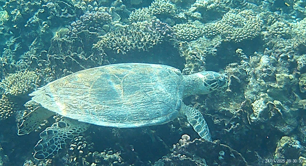 Strand Pickalbatros Palace Hotel-Port Ghalib