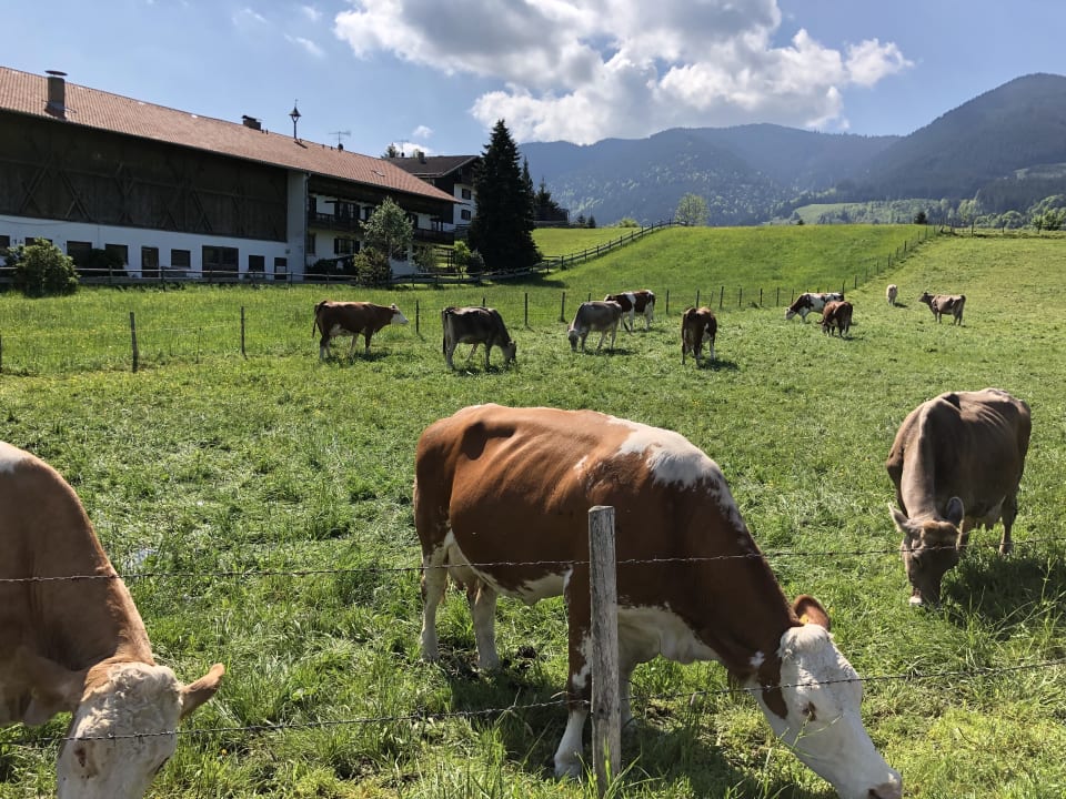 Außenansicht Gästehaus Kohlerhof