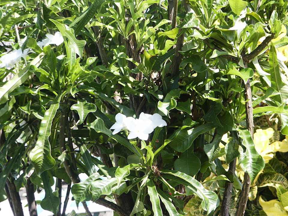 Tiare Pension de la Plage