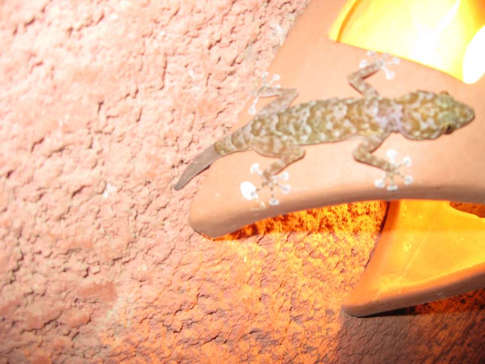 Саламандра Swisstouch Oriental Resort Marsa Alam