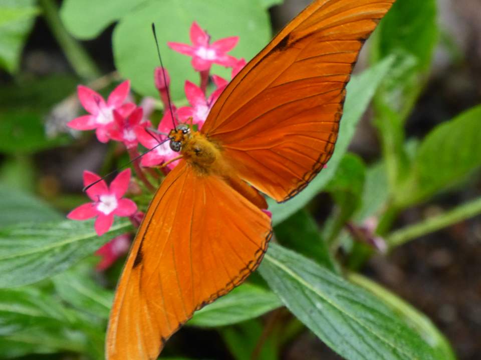 Sonstiges Hotel Peace Lodge