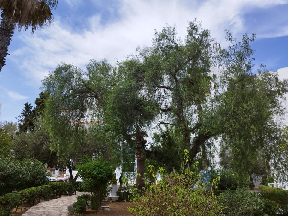 Gartenanlage Marhaba Royal Salem