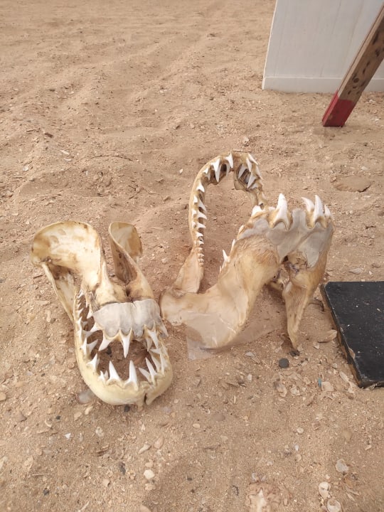 Sonstiges Hotel Riu Touareg