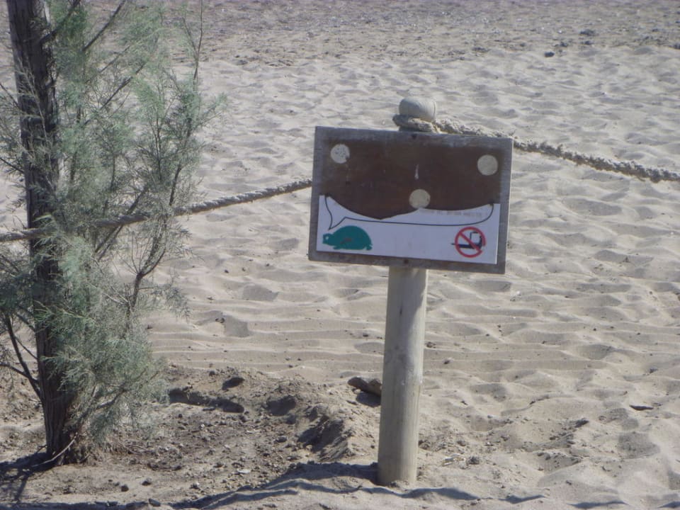 Schildkrötenhinweis Crystal Paraiso Aqua Collection