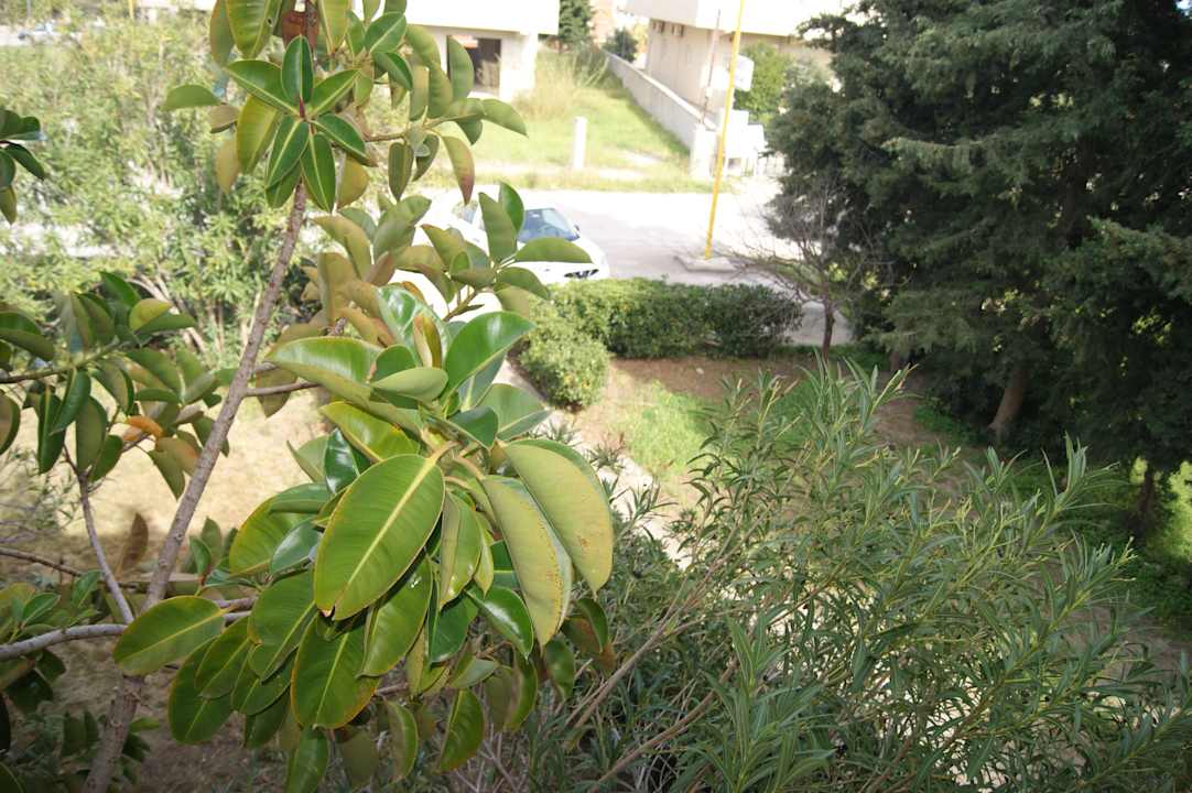 Garden Asteri Studios