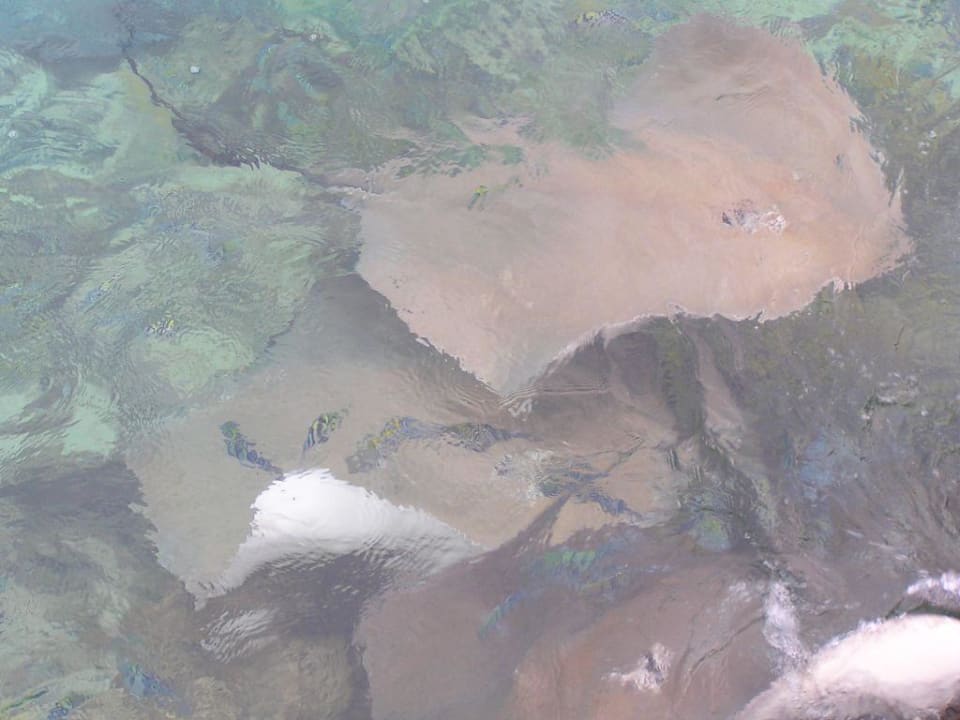 Stachelrochen Summer Island Maldives