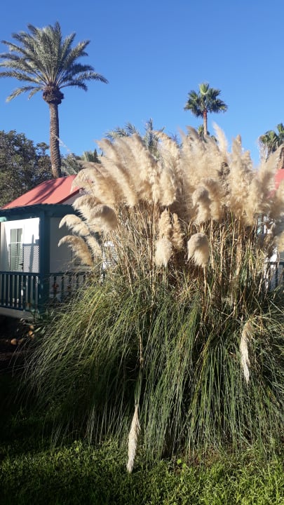 Gartenanlage Aldiana Club Fuerteventura