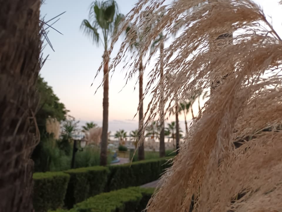 Gartenanlage Iz Flower Side Beach Hotel