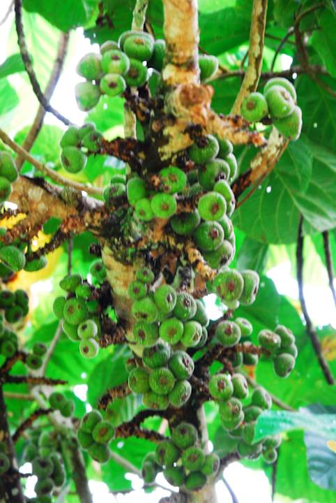Sheraton Iguazu Gran Meliá Iguazú