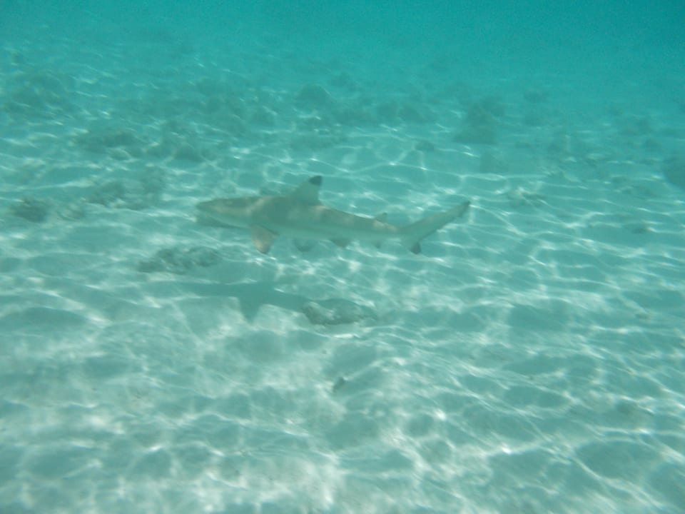 Sport & Freizeit Safari Island Maldives