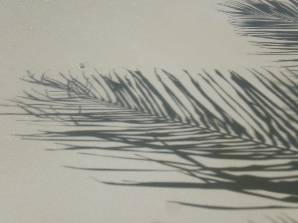 Palmen Schatten Fihalhohi Maldives