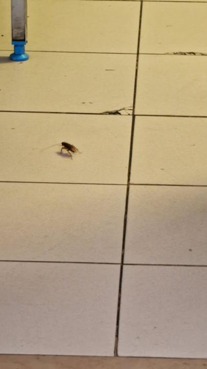 Gastro Meliá Laguna Beach