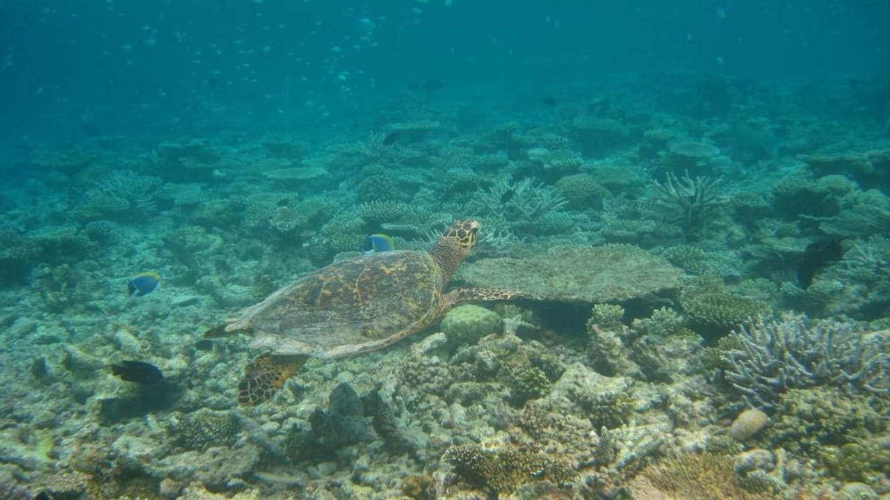 Riff Thulhagiri Island Resort Thulhagiri Island Resort