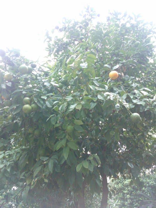 Orange Marhaba Royal Salem