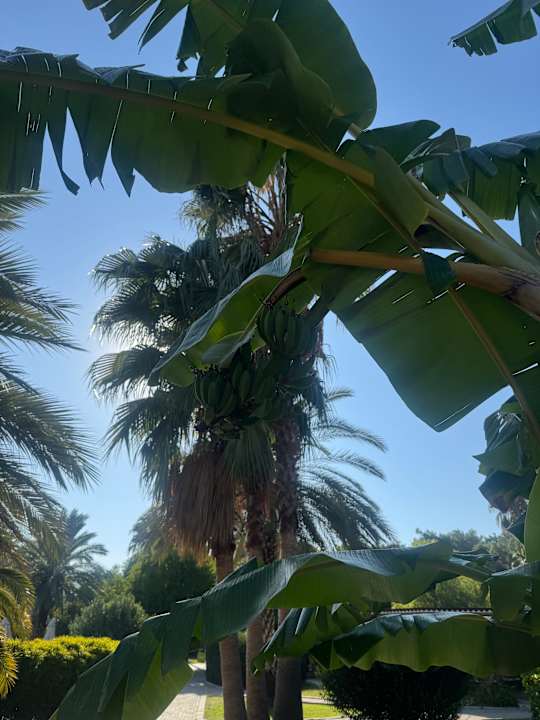 Gartenanlage TUI MAGIC LIFE Sarigerme