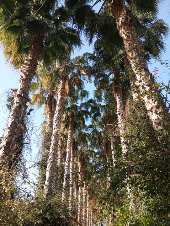 Gartenanlage Hotel Gardenia Beach