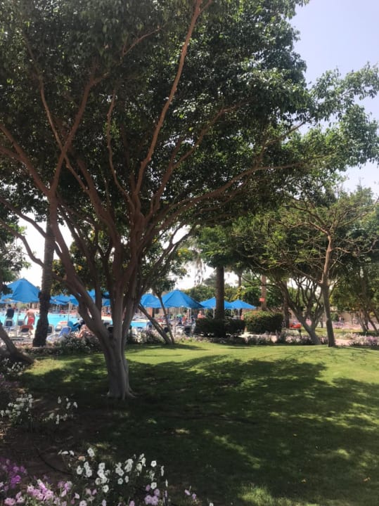 Gartenanlage Desert Rose