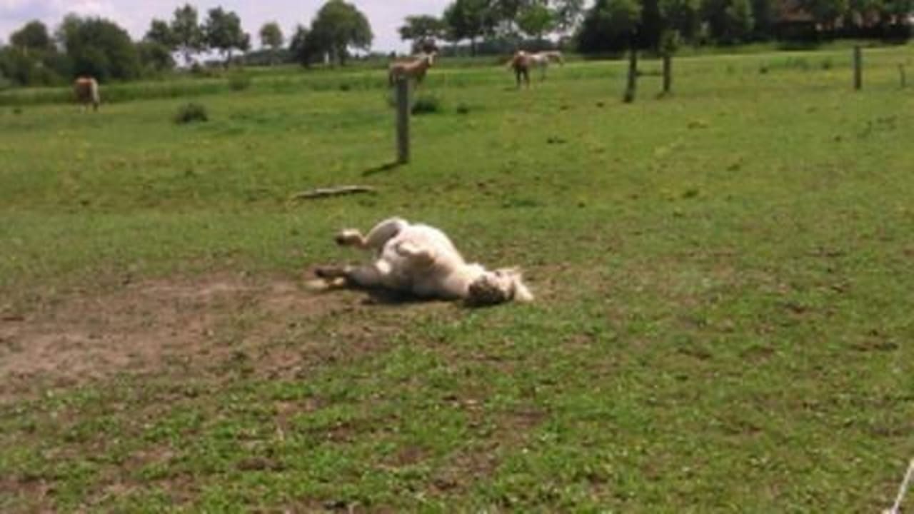Pferdewäsche zum Wohlfühlen Ferienhof Upwarf