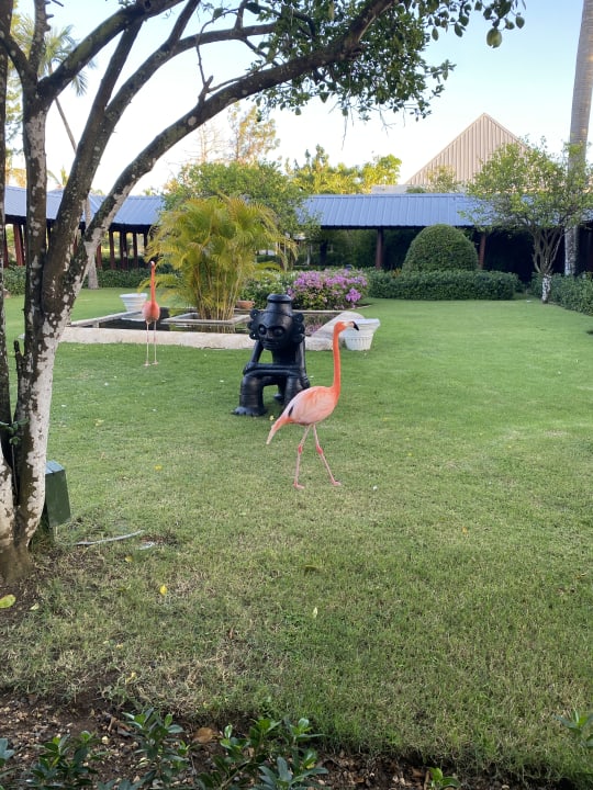 Gartenanlage Secrets La Romana Resort & Spa - Adult Only