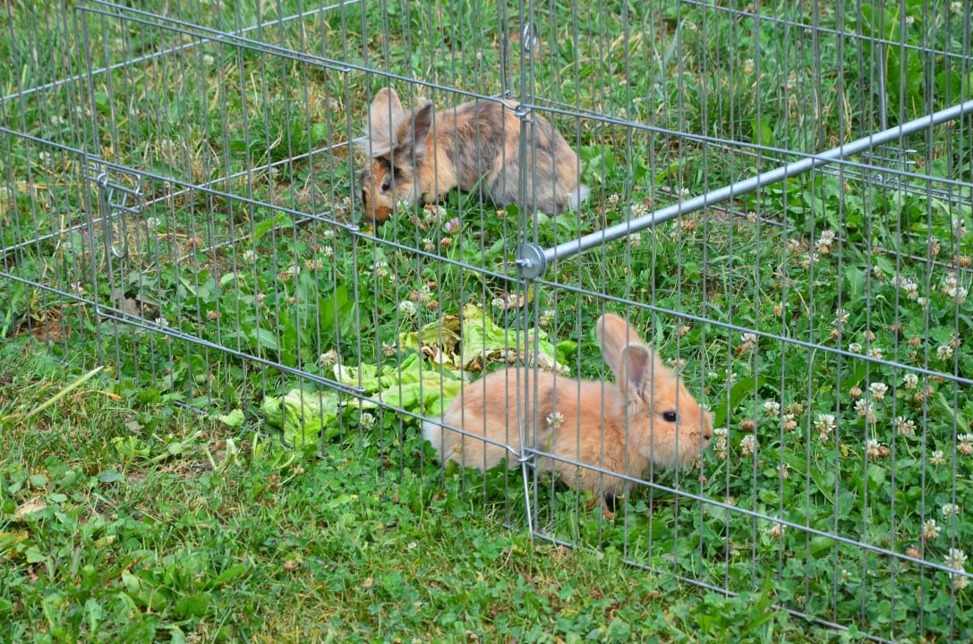 Unsere Hasen, ein Highlight für Kinder Bio - & Kinderbauernhof Fritzer