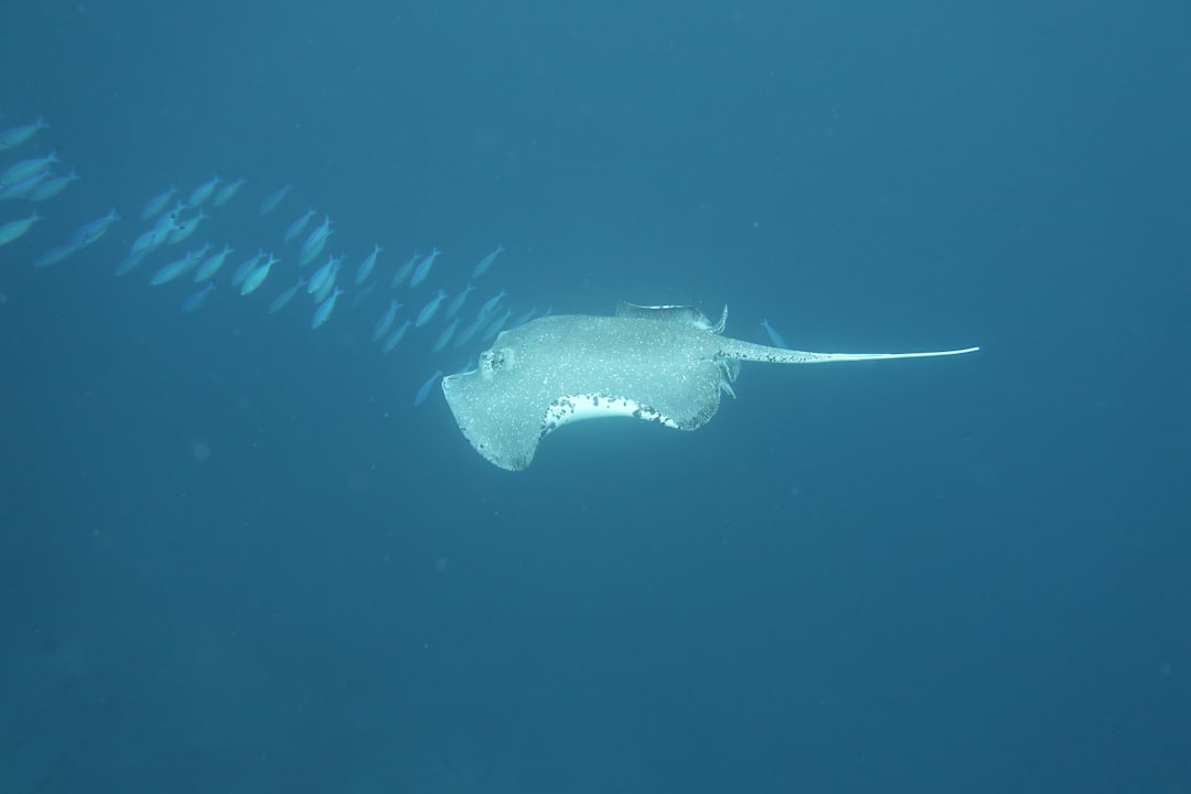 Strand NH Collection Maldives Reethi Resort