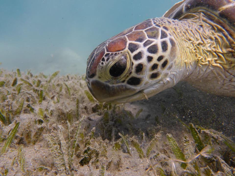Sport & Freizeit Lahami Bay Beach Resort