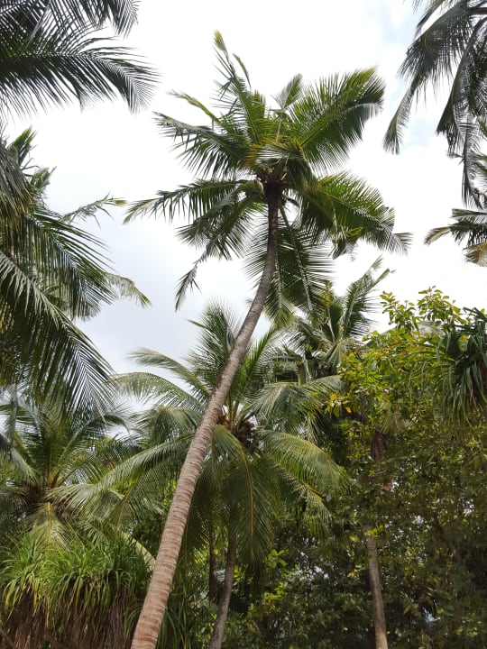 Garten Adaaran Select Meedhupparu Island Resort - Premium All Inclusive