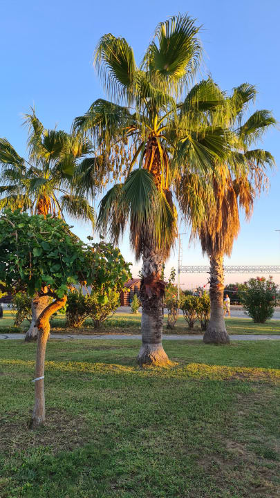 Gartenanlage Hane Family Resort