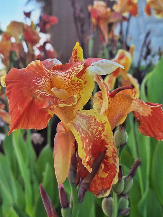 Gartenanlage Desert Rose