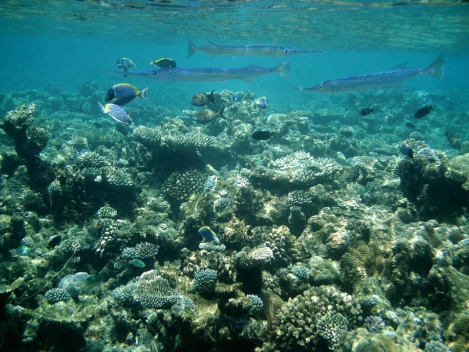 Hausriff Eri Maldives