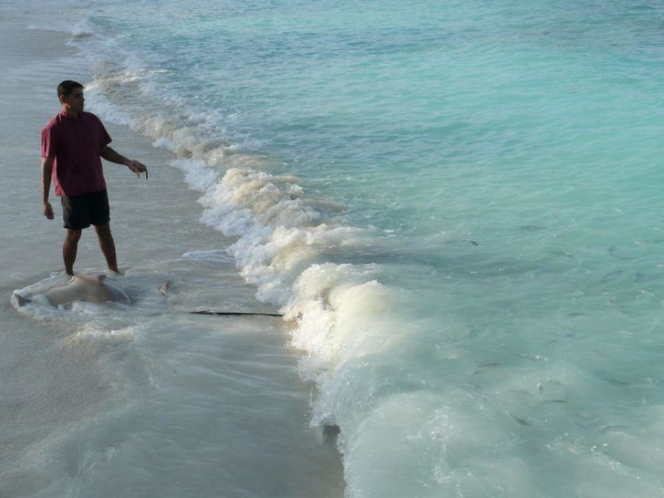Rochenfütterung am Strand NH Collection Maldives Reethi Resort